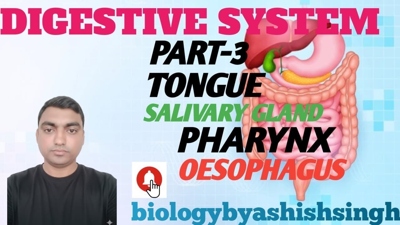 Digestive system part 3 . Salivary gland. Tongue. Pharynx. Oesophagus 