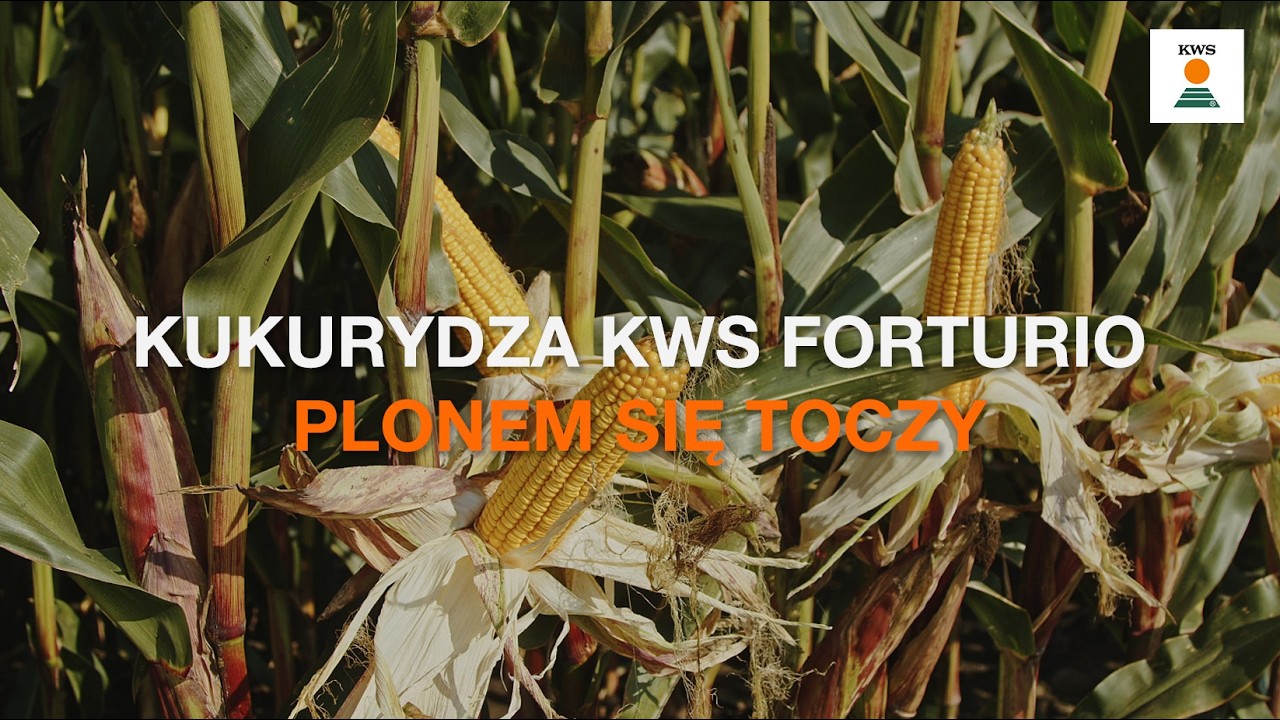 Poznaj kukurydzę KWS FORTURIO🌽 Bo fortuna plonem się toczy!