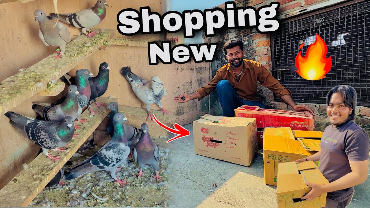 New Kabootar Kharide Aaj 🔥| New Pigeon | Shopping ❤️