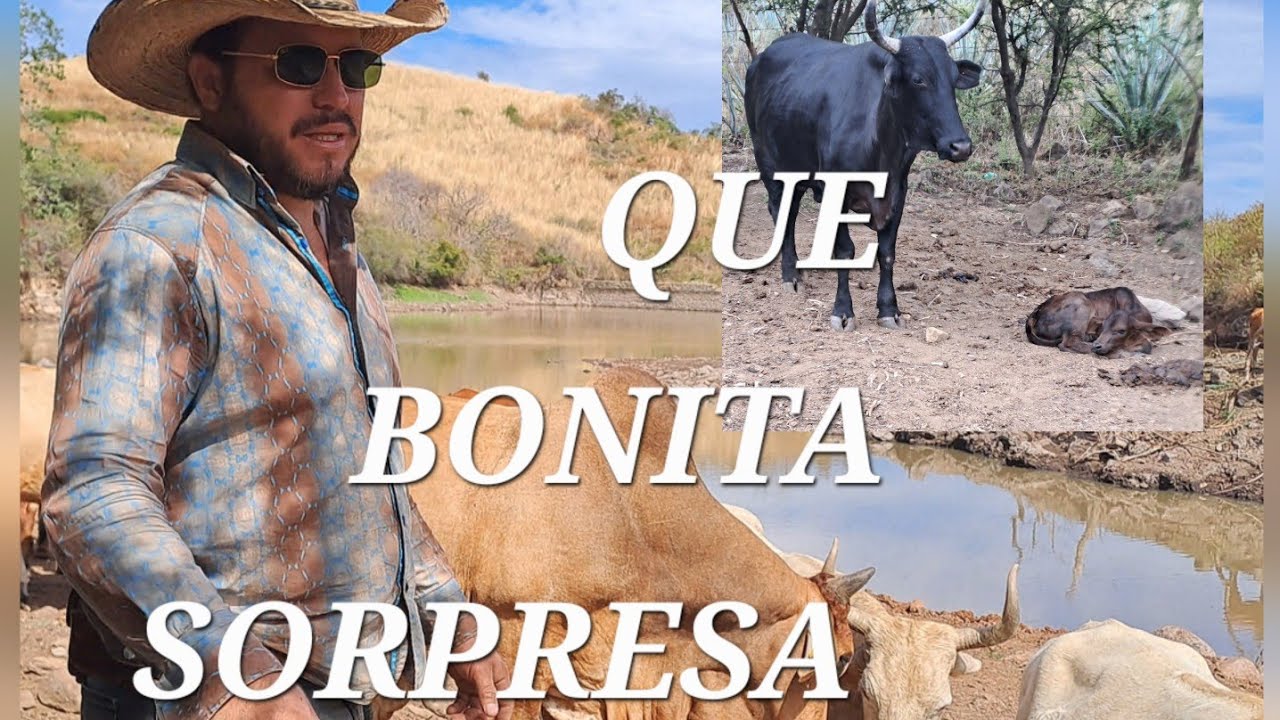 ☘️🥰NO ENCONTRABA LA VACA🐄 Y VALLA SORPRESA 🤩