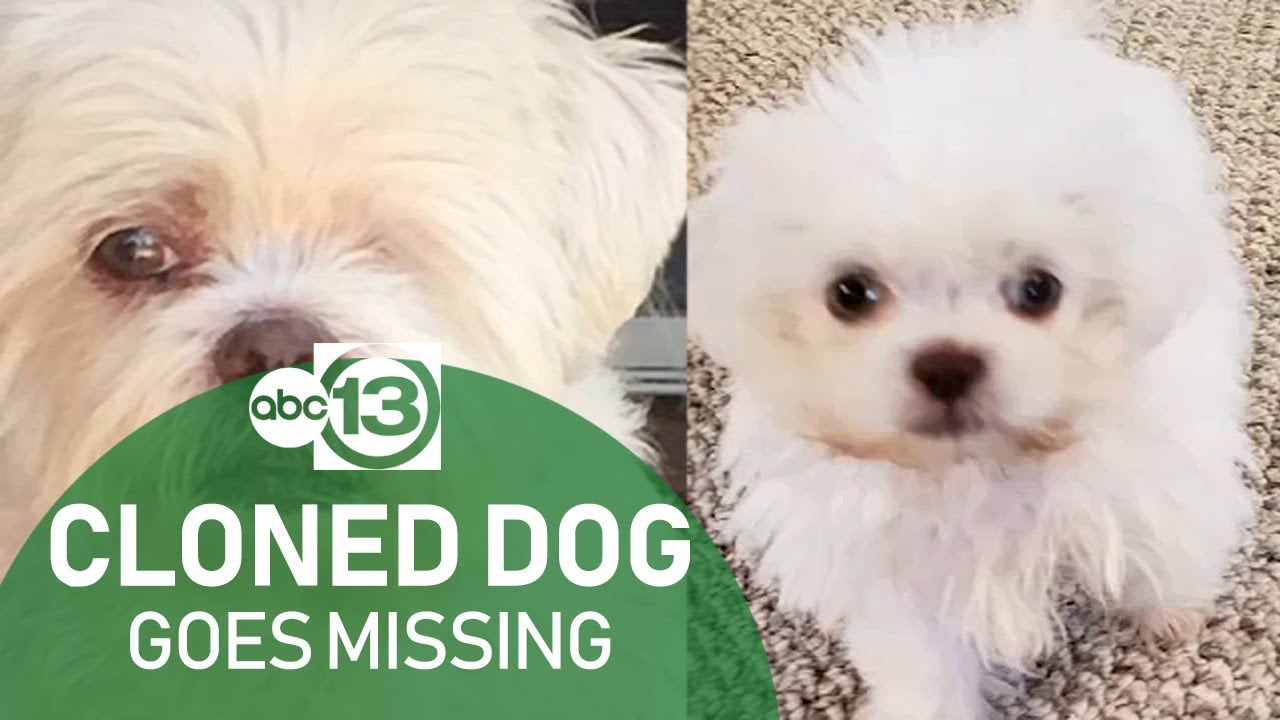 Dog cloned from beloved canine goes missing