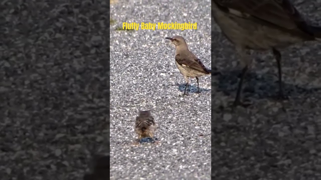 Adorable Mockingbird Fledgling Being Fed