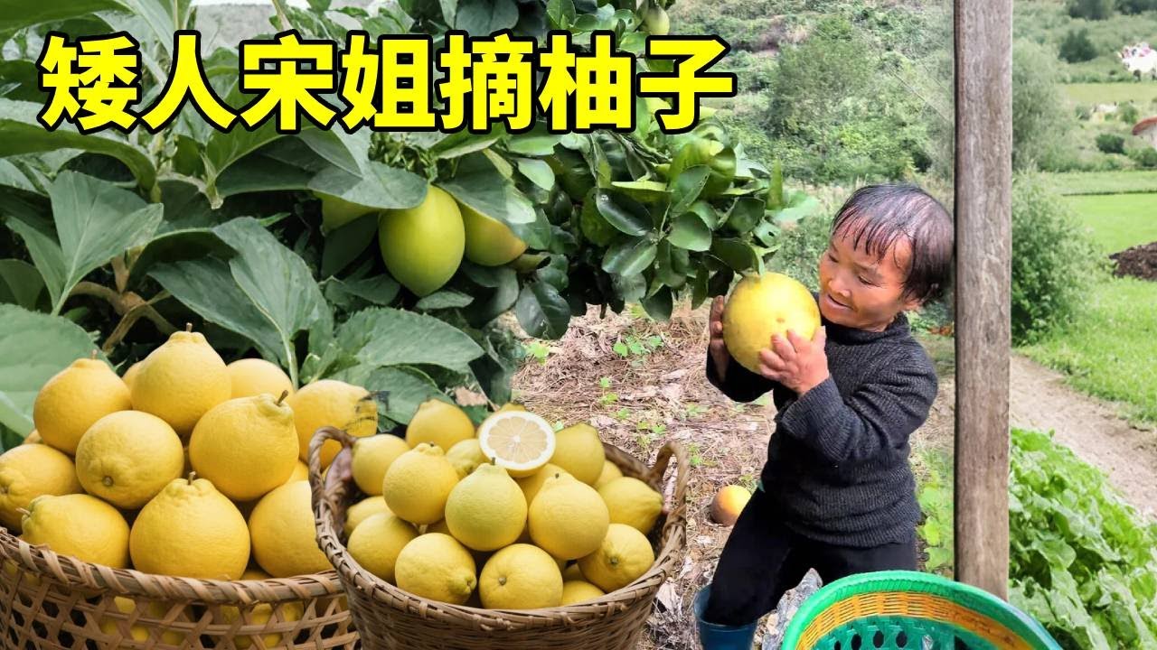 柚子大丰收，矮人宋姐上山摘柚子，希望柚子可以都卖出去！#能处时候#袖珍人