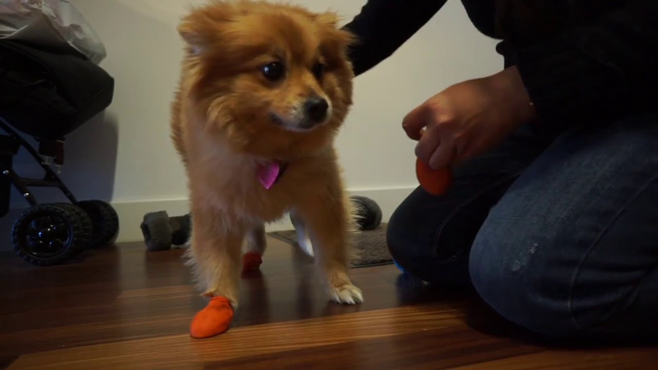 How to put Pawz rubber boots on dogs ?
