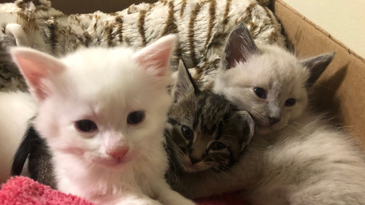 Kittens First Purr!!