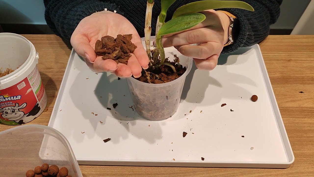 Spasavanje cattleya orhideja (i upotreba biostimulatora rasta)