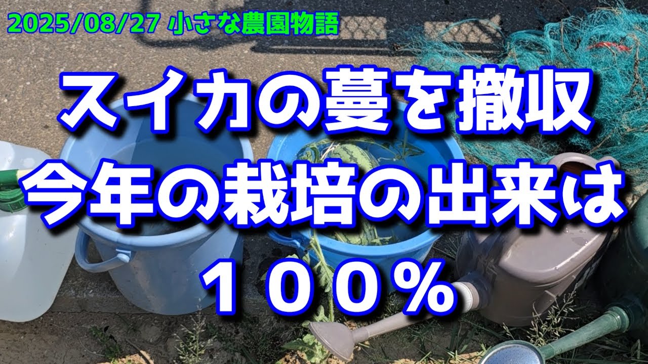 【スイカ】スイカの蔓を撤収　今年の栽培の出来は１００％ 2025/08/27