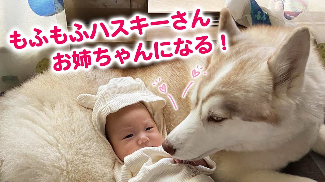 やさし〜い表情のハスキーさん！その理由はね……♡