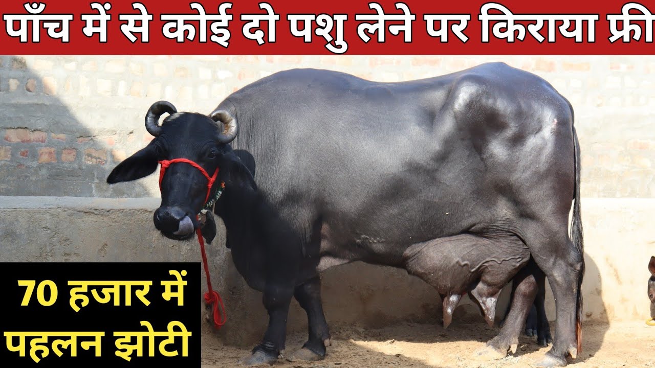कोई दो पशु लेने पर किराया फ्री, 70 हजार में पहलन झोटी (9050187000)