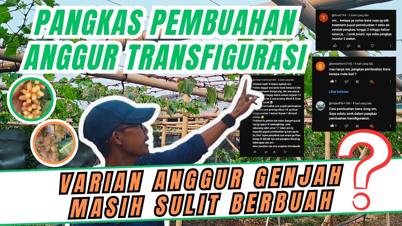 PEMULA MASIH SULIT MEMBUAHKAN ANGGUR? BEGINI CARA PANGKAS PEMBUAHAN POHON ANGGUR TRANSFIGURASI