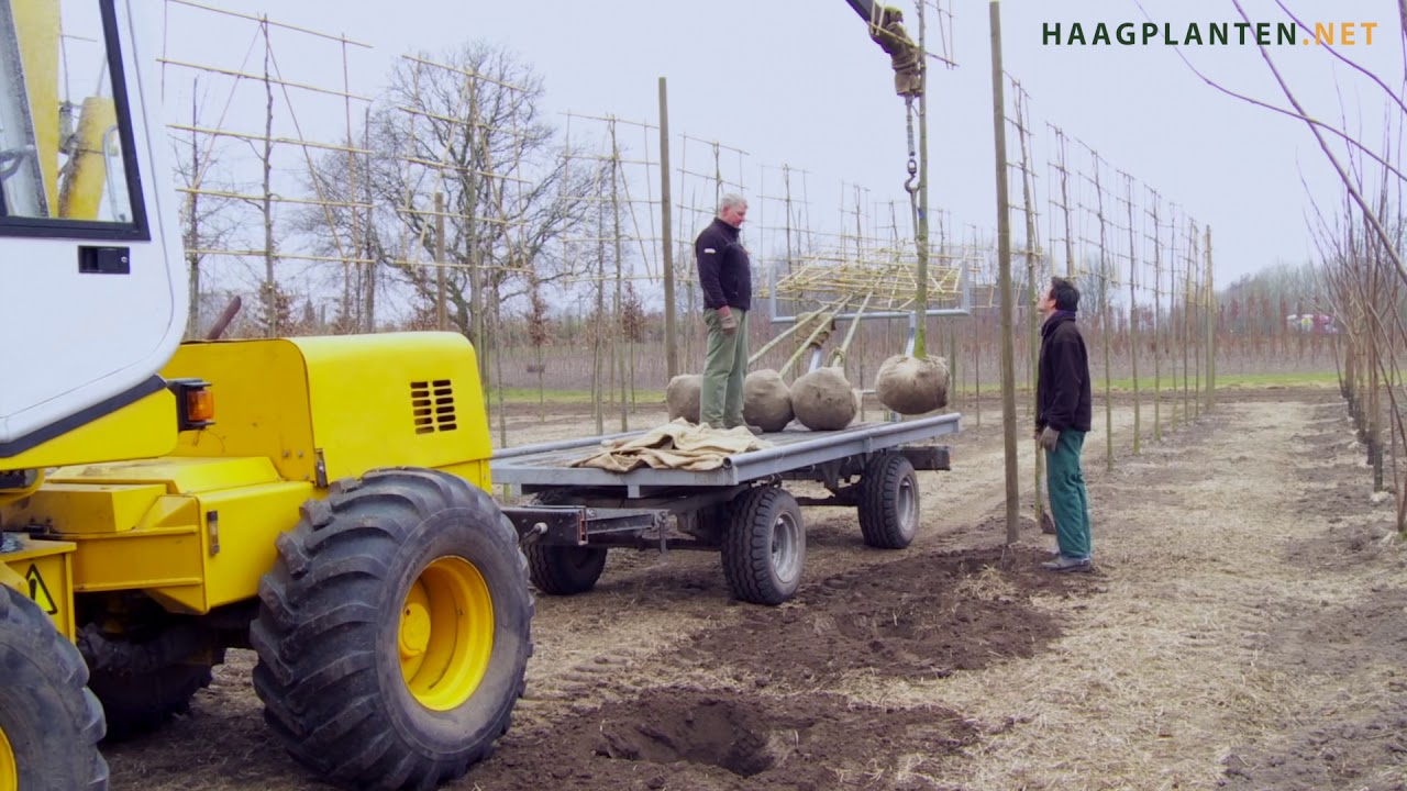 Leibomen en vormbomen: van kwekerij naar uw tuin!