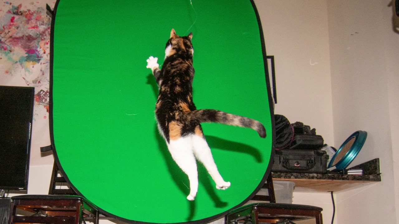 How to Photograph a Jumping Cat