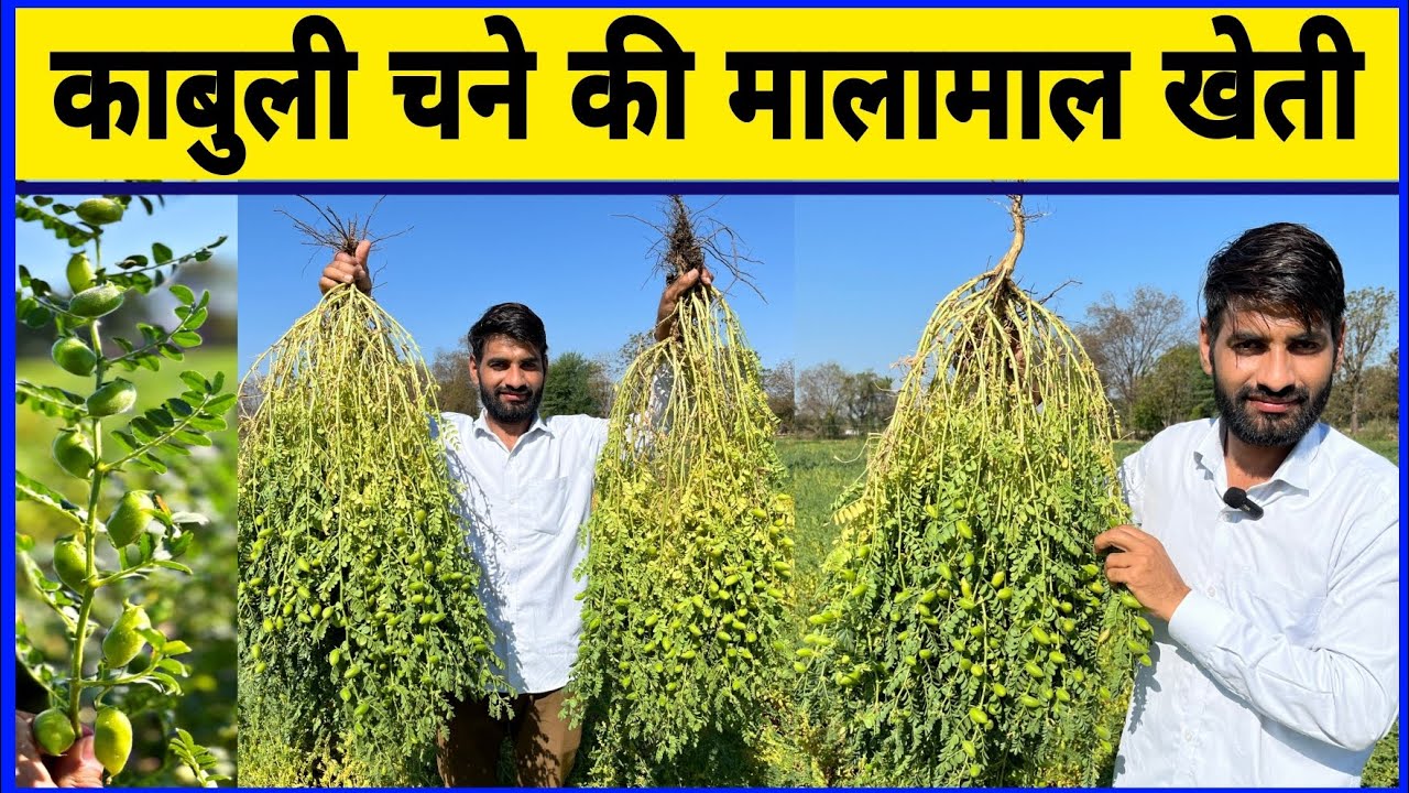 काबुली चने की मालामाल खेती || Kabuli Chana Ki Kheti || Doller Chana Ki Kheti || Chane Ki Kheti ||