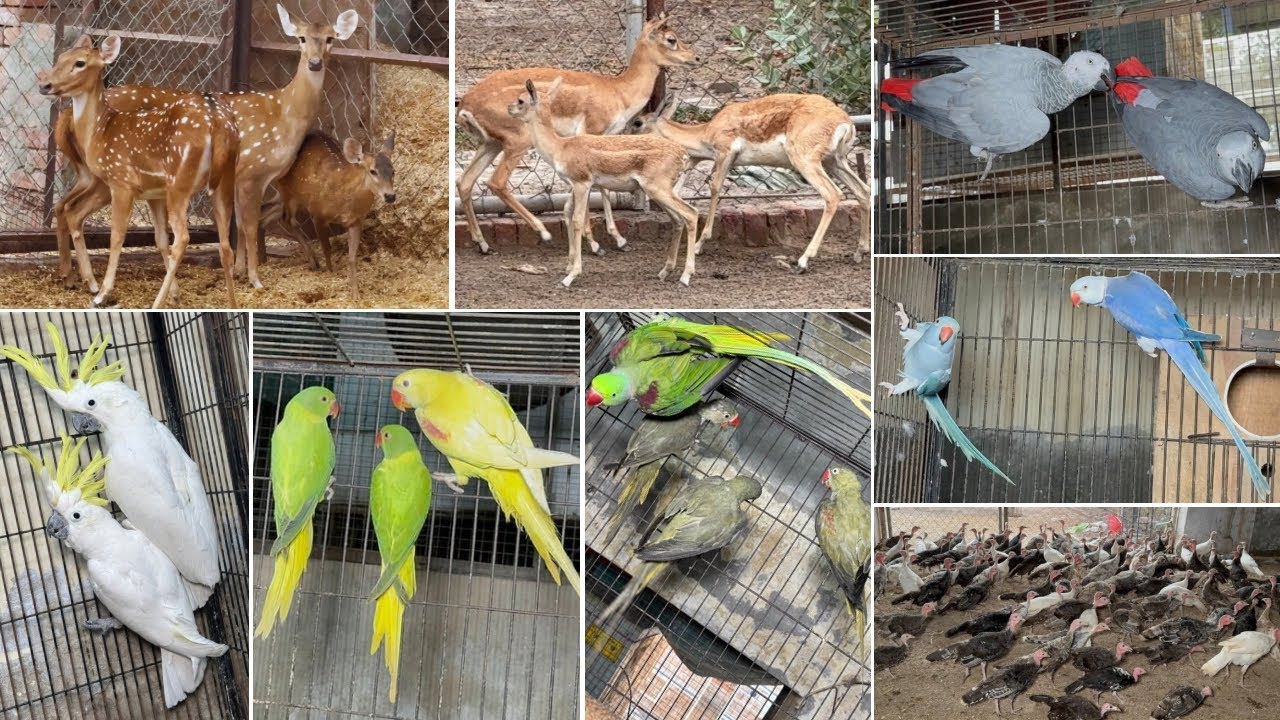Biggest Breeding Farm in Multan| Latino Raw | Olive ￼Raw | RingNeck Mutation |￼Deer | Turkey ￼￼Birds