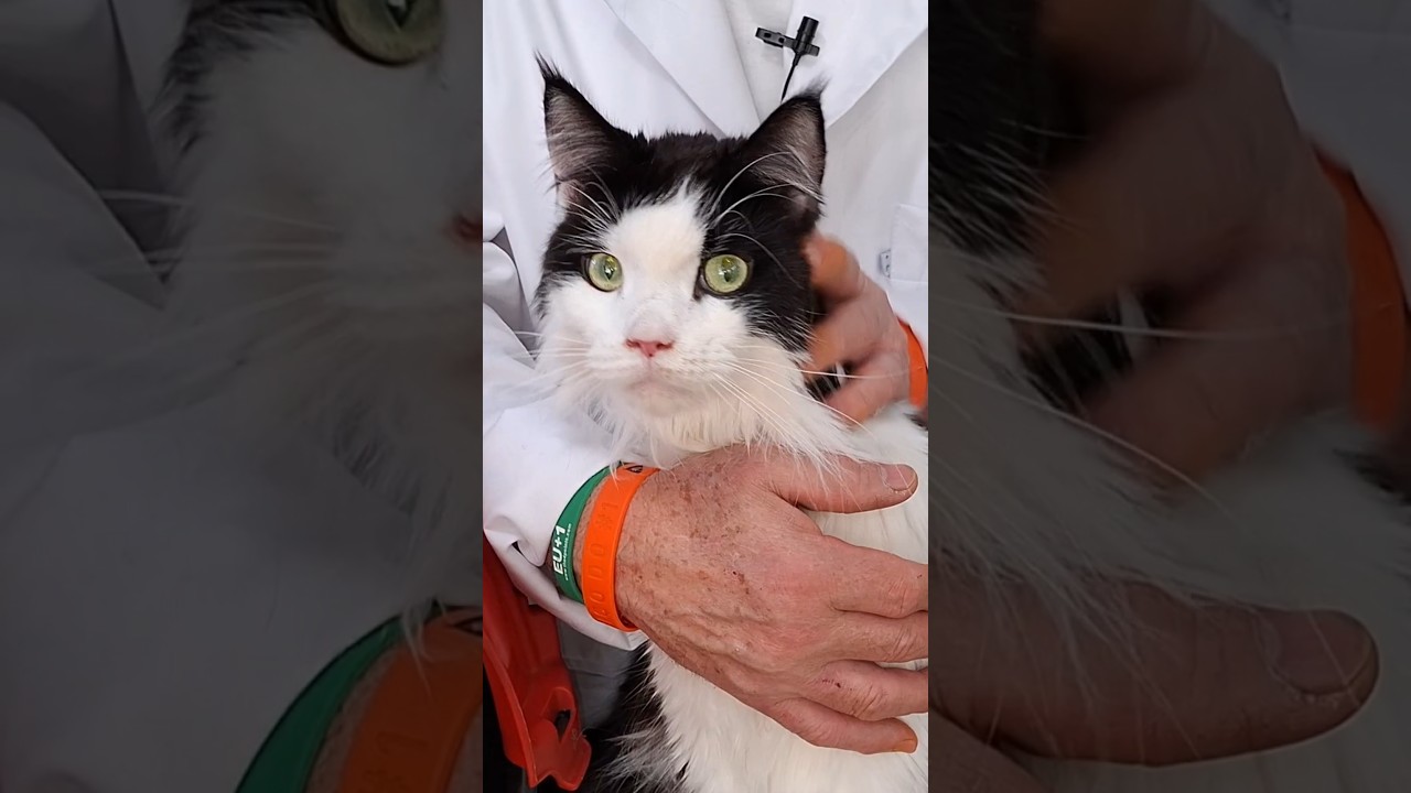 LEUCEMIA FELINA: Cuidados básico para manter a longevidade dos gatos soropostivos.
