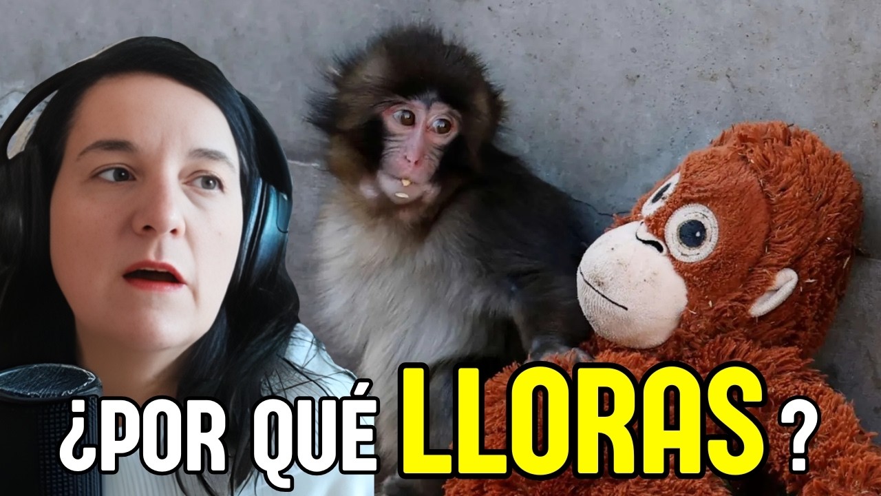 Por qué lloras viendo al monito Punch (y no es por el mono)