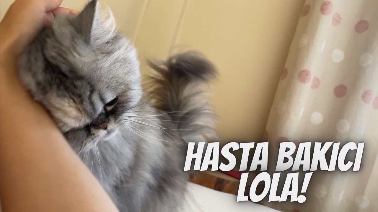 Kedim Lola hasta bakıcı olursa 😳🐾 Kedilerin sağlığa faydaları