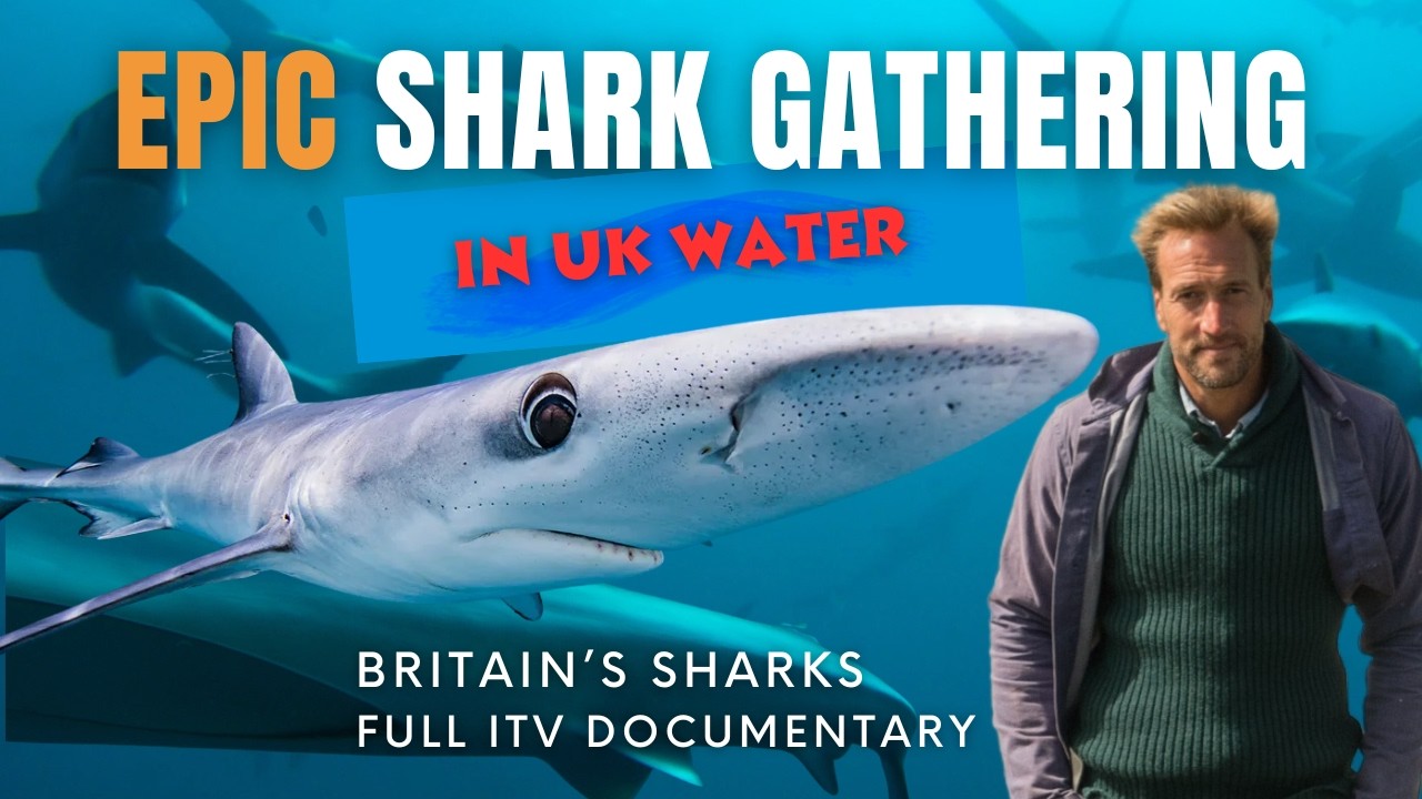 Epic Shark Gathering in UK Waters | ITV's Britain’s Whales & Sharks