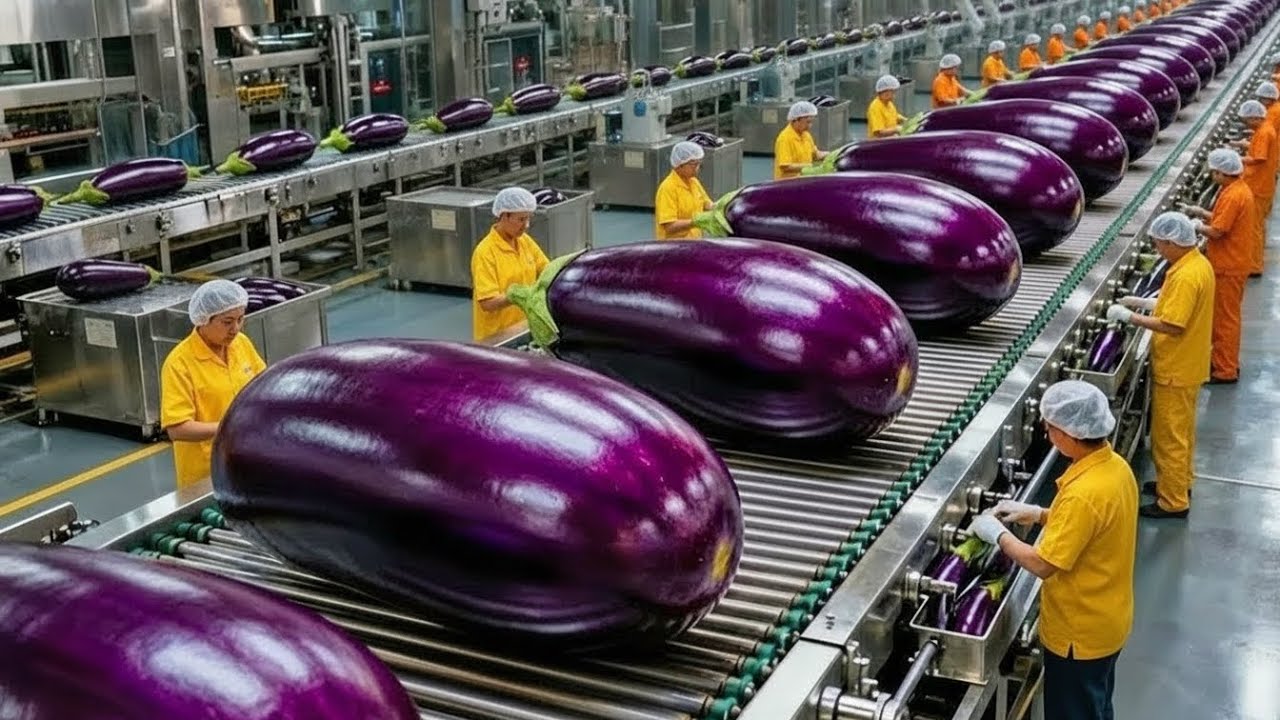 INSIDE the World’s Biggest Eggplant Operation 🍆 From Seed to Harvest