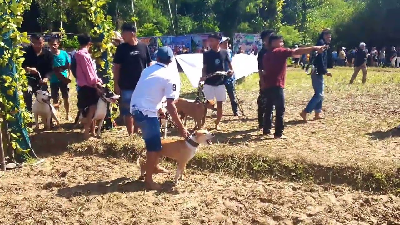 Buru Alek anak nagari bungus Padang 4/5/25