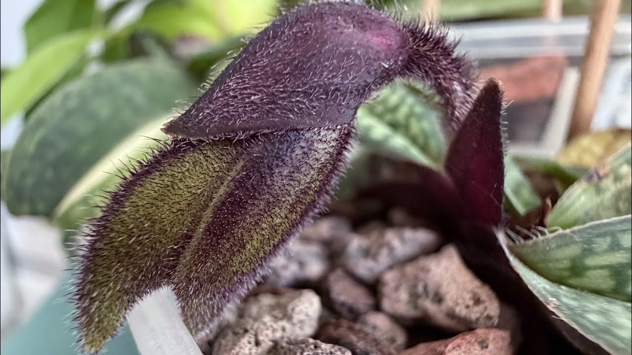 Repotting Paph. sangii.Basics of caring for Paphiopedilum#orchid #flowers #plants #paphiopedilums