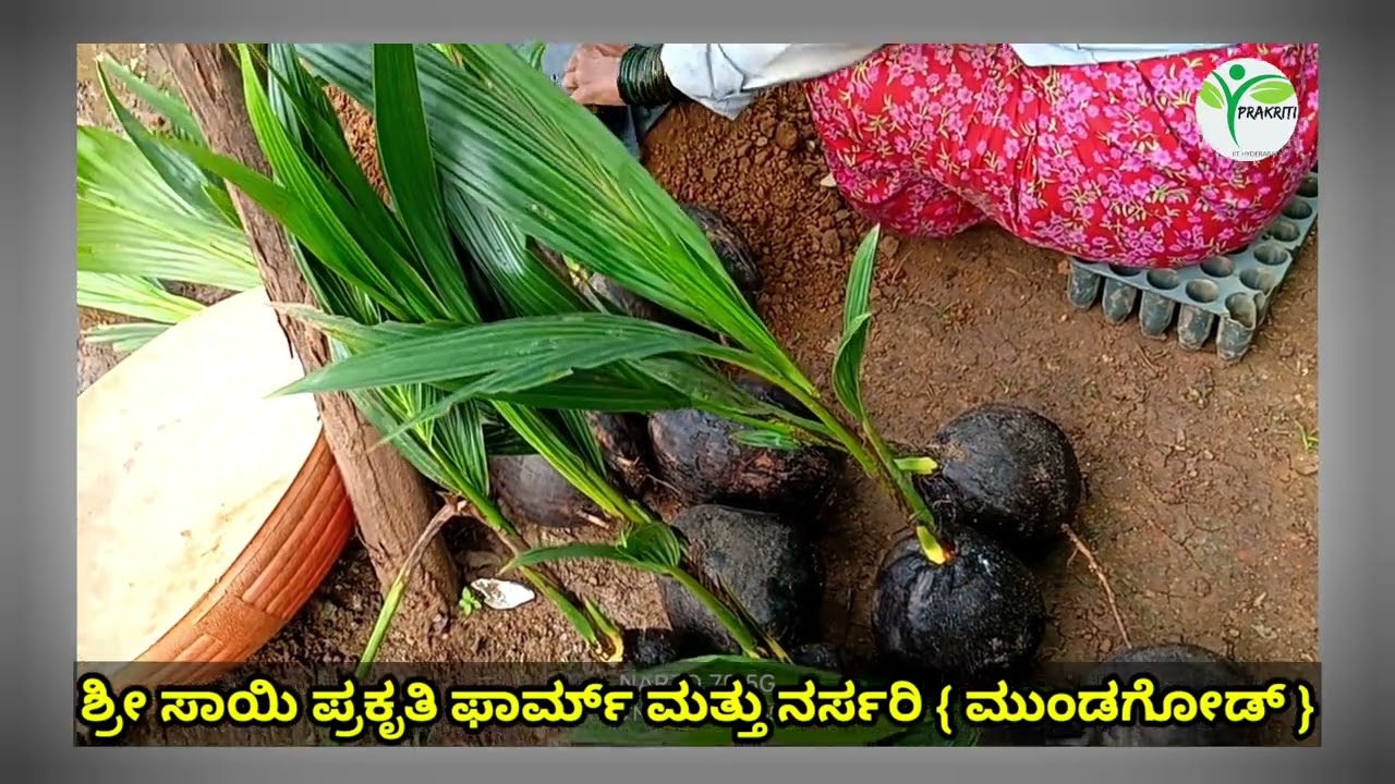🌳🌹ಹೈಬ್ರಿಡ್ ಮತ್ತು ನಾಟಿ ತೆಂಗಿನ ಸಸಿ.𝗿𝗲𝗮𝗱𝘆 𝘁𝗼 𝘀𝗮𝗹𝗲. 🌳🌹