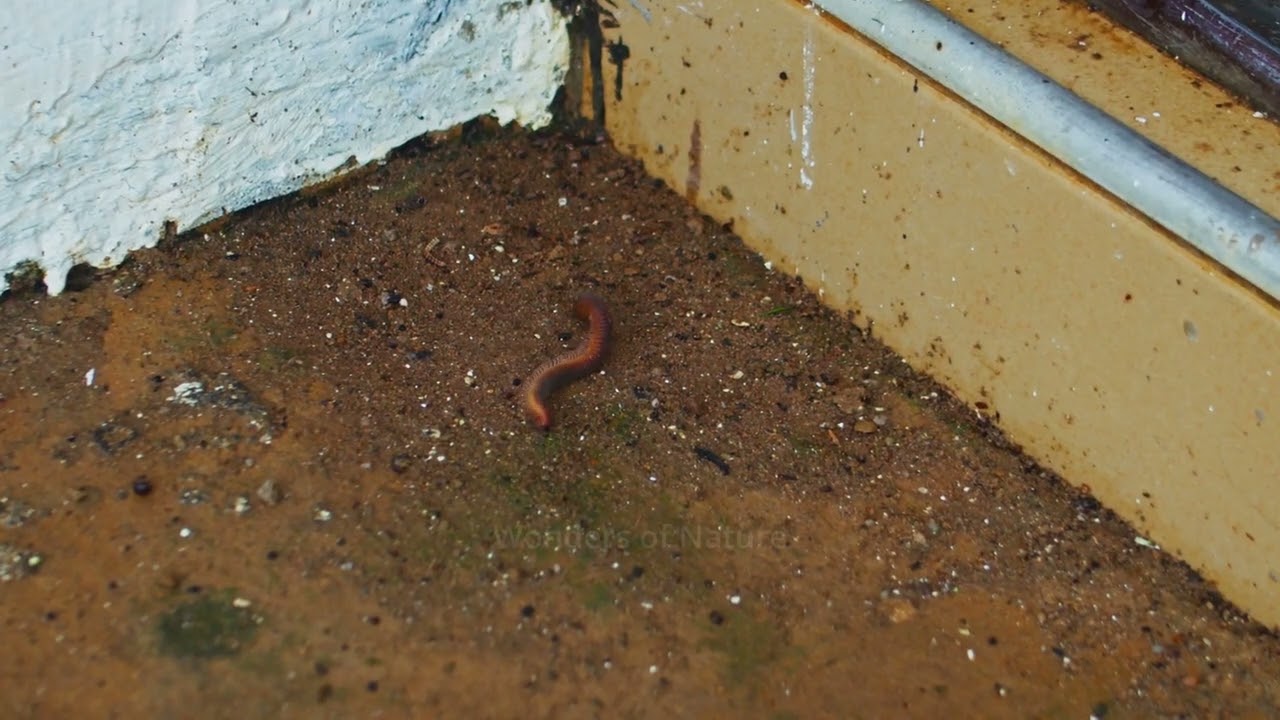 Watch This Millipede Move in a Fascinating Way