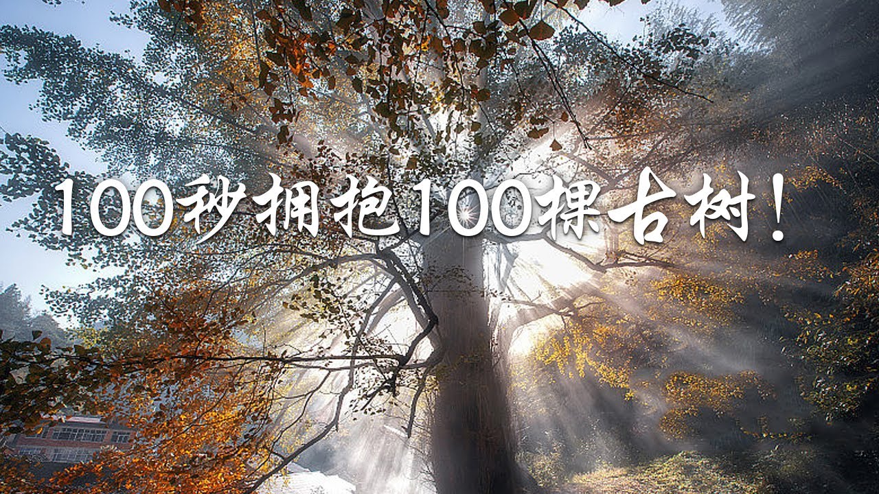 【100秒看100棵中国最美古树】100秒拥抱中国100棵古树！| 中华地图