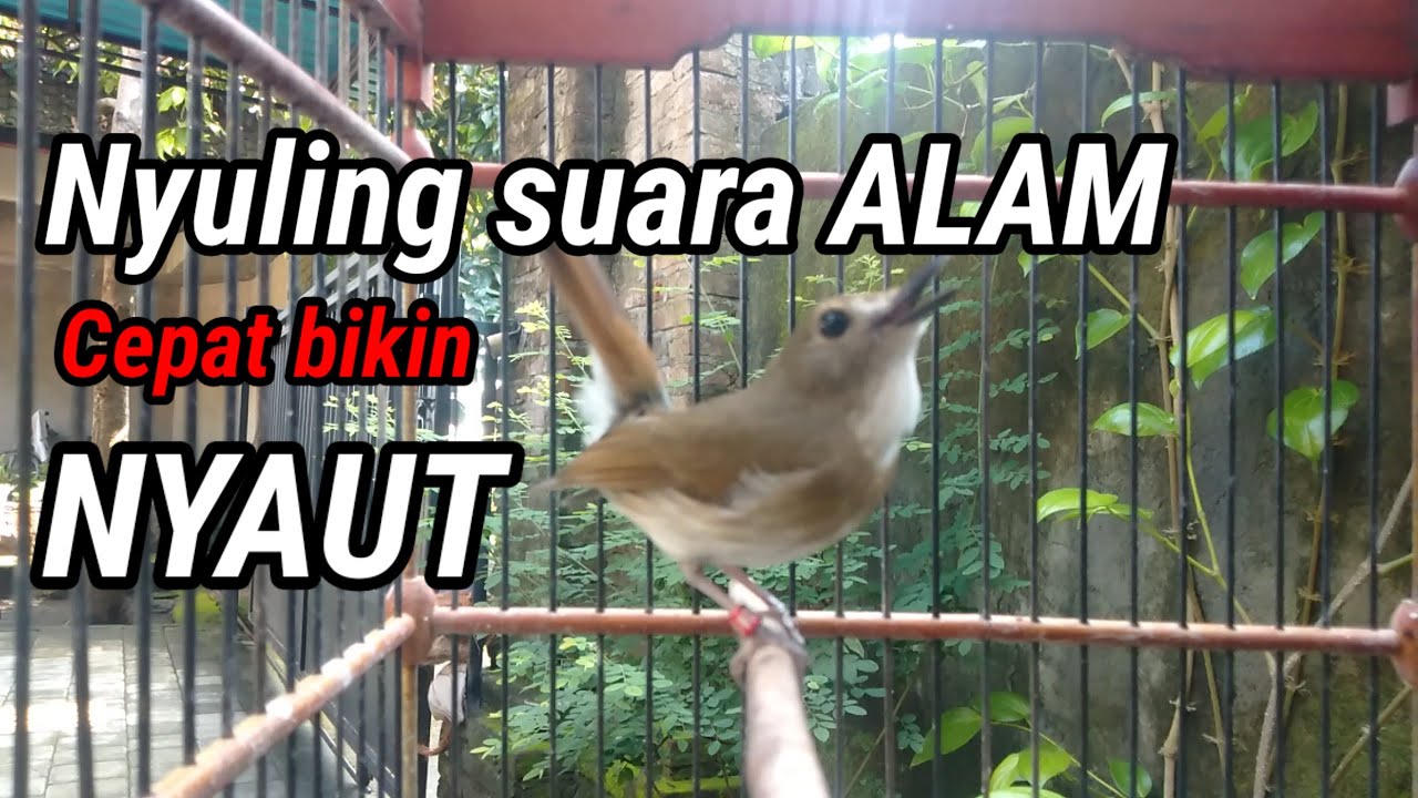 Pancingan SRDC Nyuling  dengan suara alam paling cepat di respon