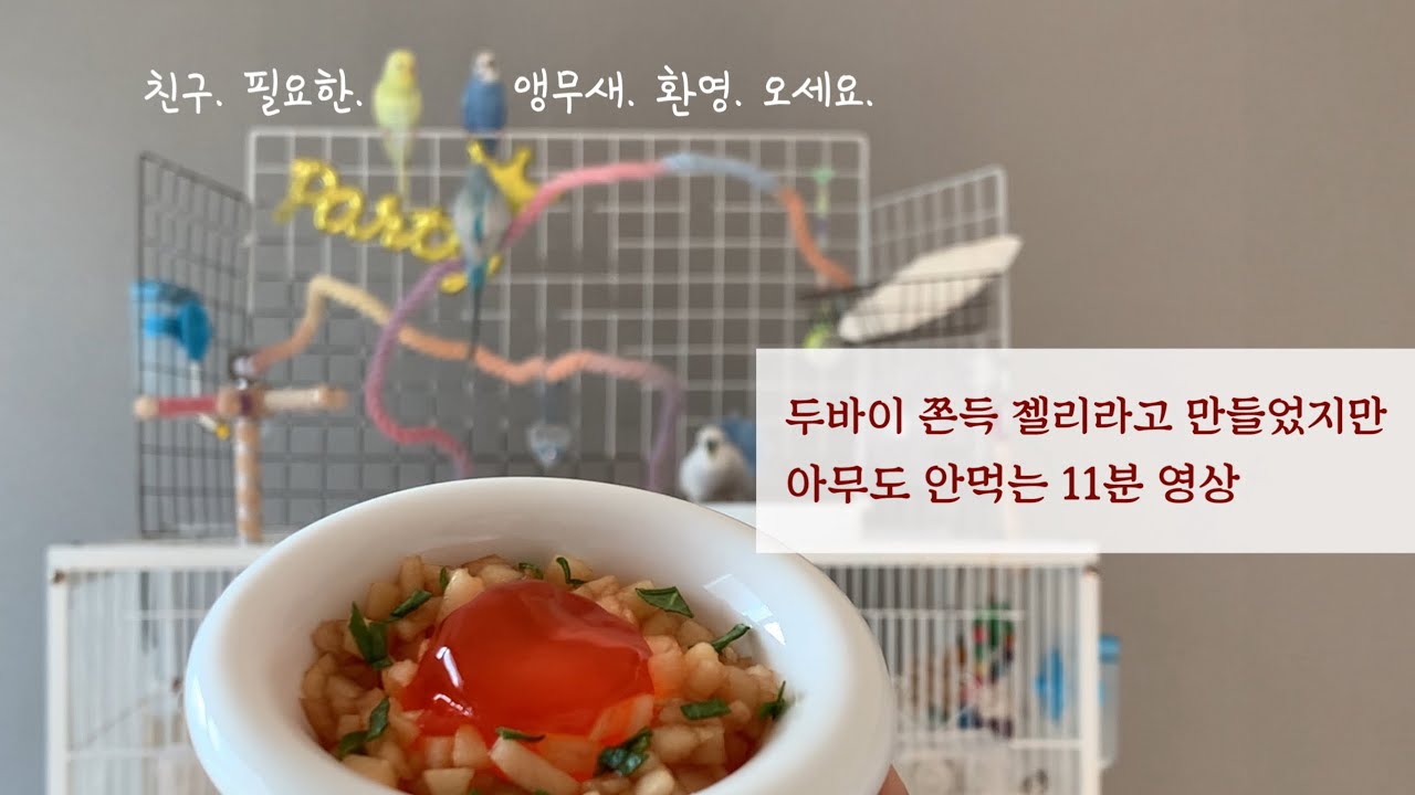 두바이 쫀득 젤리 안먹는 사랑앵무들 11분 영상 #앵무새 전용 젤리 #사랑앵무 간식 #앵무새 놀아주기 #사랑앵무 키우기