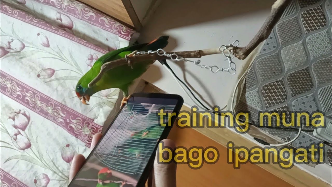 KUSI or KULASISI hanging parrot 🦜 training muna bago ipangati,,, umamo effective brad,,
