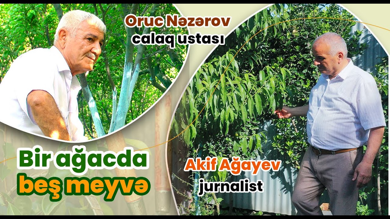 Meyvə calağı ustası Oruc Nəzərovun bağından reportaj. Masallı-Ərkivan qəsəbəsi 2025