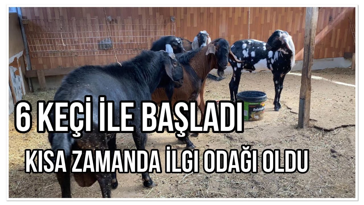 6 KEÇİLE BAŞLADI KISA ZAMAN DA İLGİ ODAĞI OLDU
