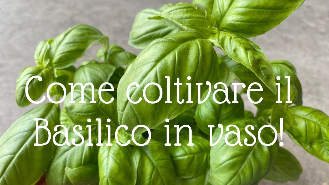 Come coltivare il BASILICO GENOVESE IN VASO!