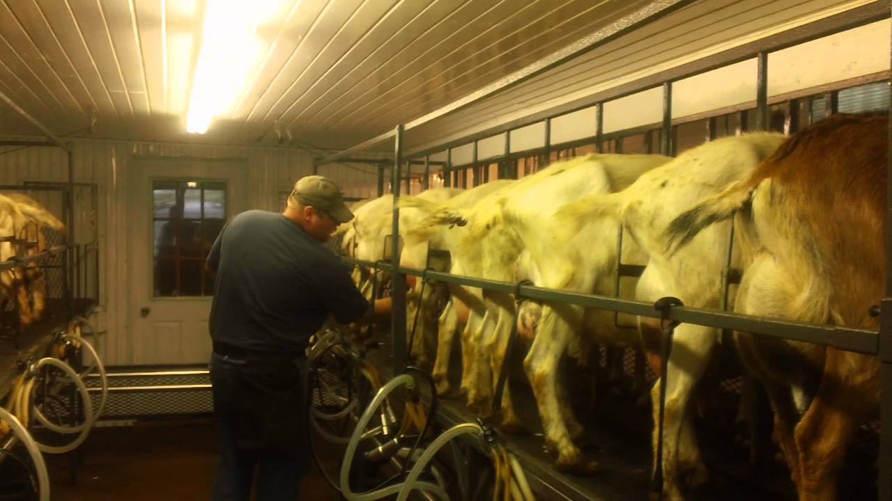 Milking Parlor-Dennis and Elaine Schaaf Dairy Goat Farm