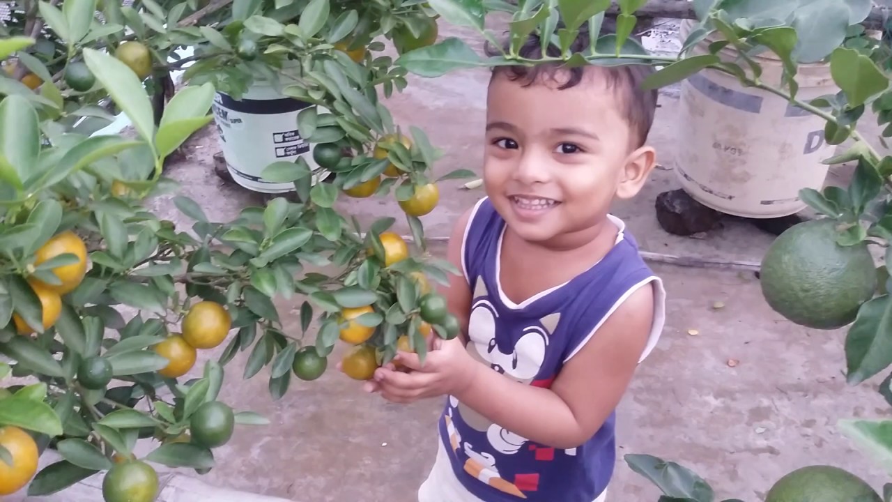 Roof garden(Tahmid roof garden)