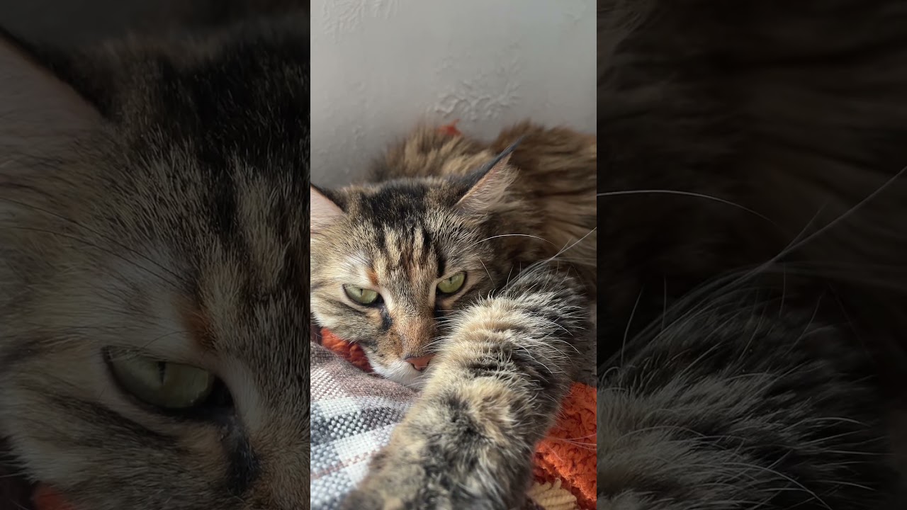 Это Анфиса! Они тоскую #cat #котофейка #котик #мейнкун #кот #видосыоткота #кошка #веселыекоты