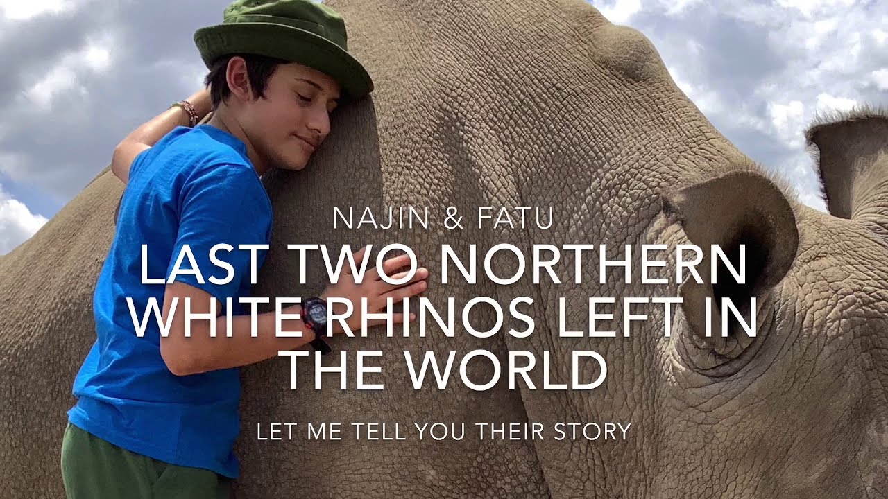 Saving The Rhinos.