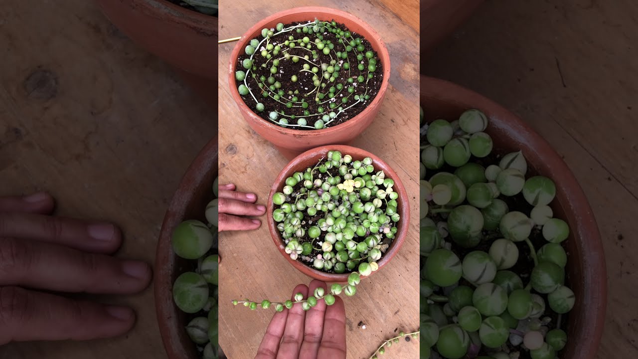 How to Propagate Senecio Rowleyanus 