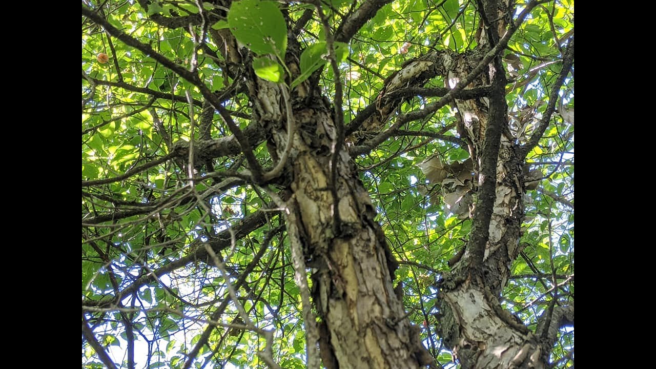 Wild Plum Harvest! + How To Identify The Plum 🌲!