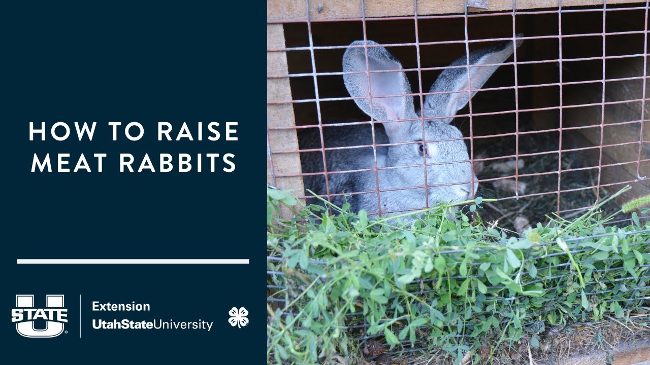 How to Raise Meat Rabbits