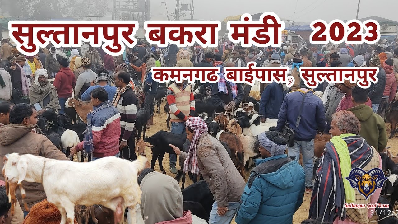 सुल्तानपुर बकरा मंडी 2023 #bakramandi #bakripalan #goatfarming
