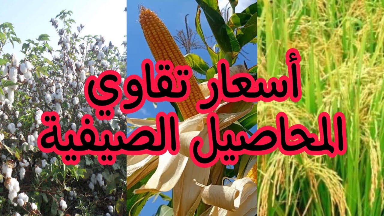 أسعار تقاوي الذرة، الأرز، فول الصويا، القطن بمنافذ وزارة الزراعة