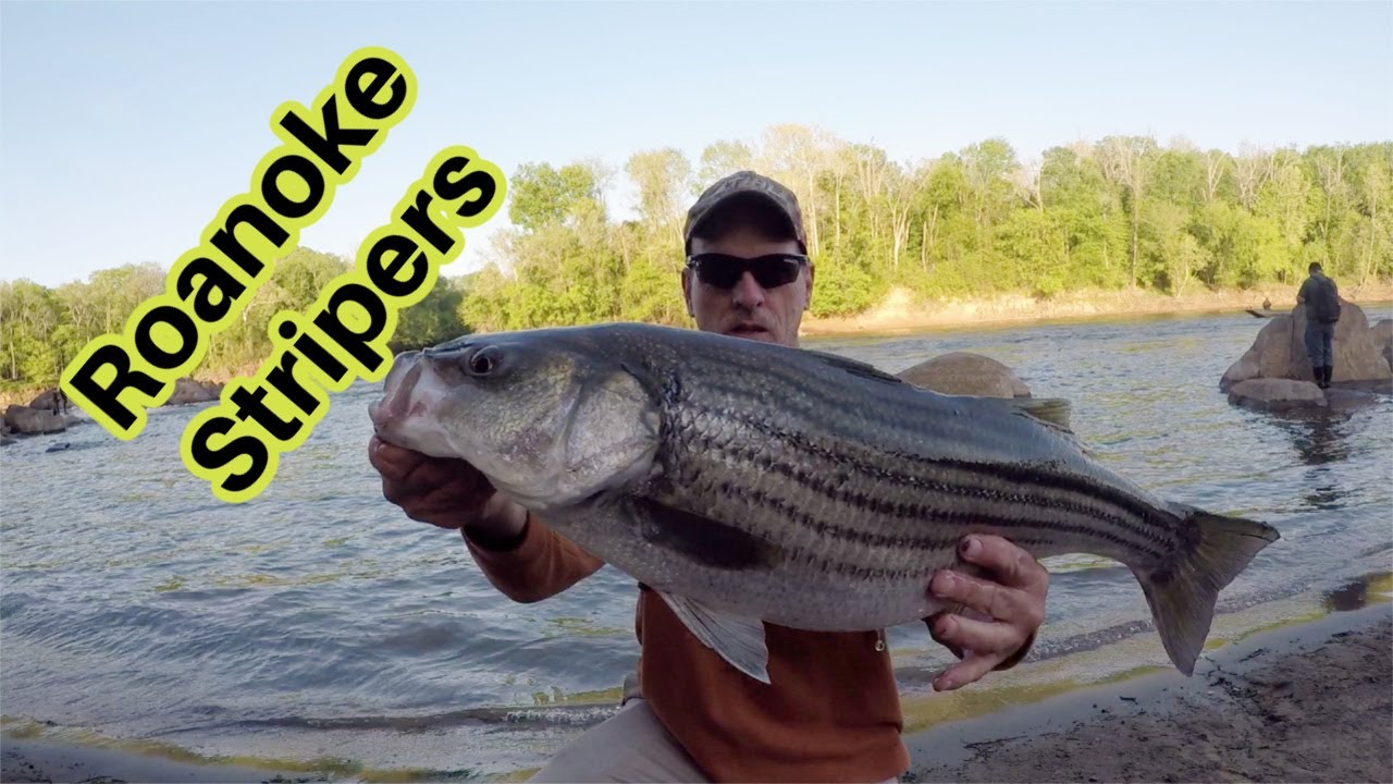Catching Big Roanoke River Stripers -   Striper Fishing Weldon NC