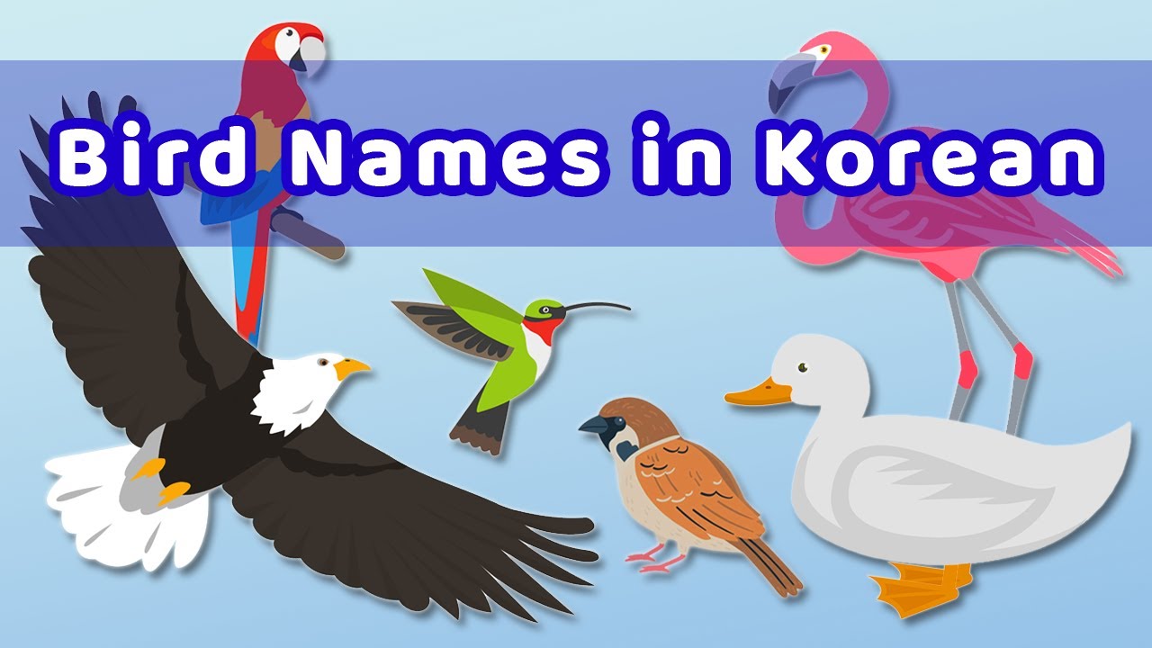 Bird Names in Korean - Korean Vocabulary Video