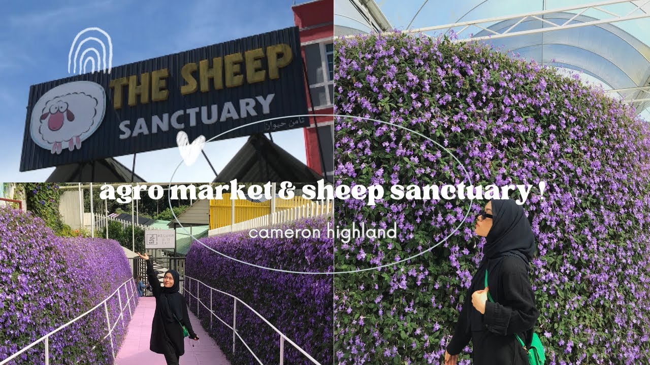 。AGRO MARKET & SHEEP SANCTUARY。 ||CAMERON HIGHLAND 🐑🌷