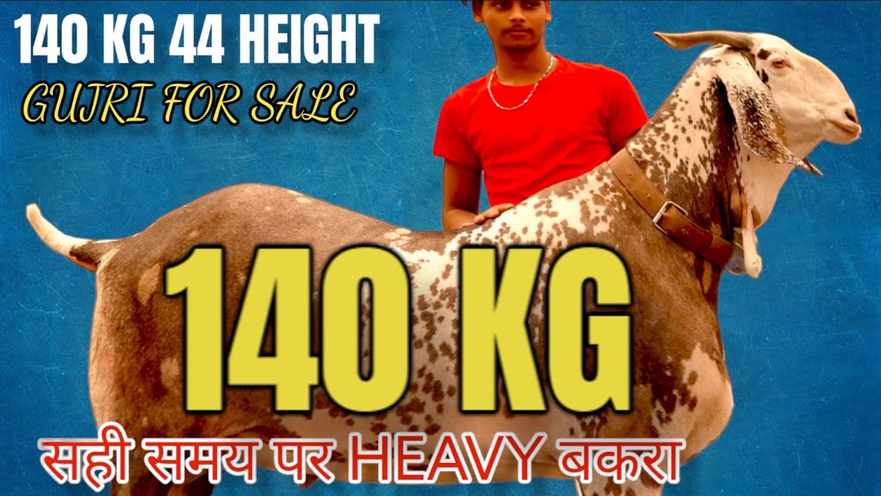 140 KG GUJRI KHASSI BAKRA AT SURAT | CONTACT ASHFAQ BHAI