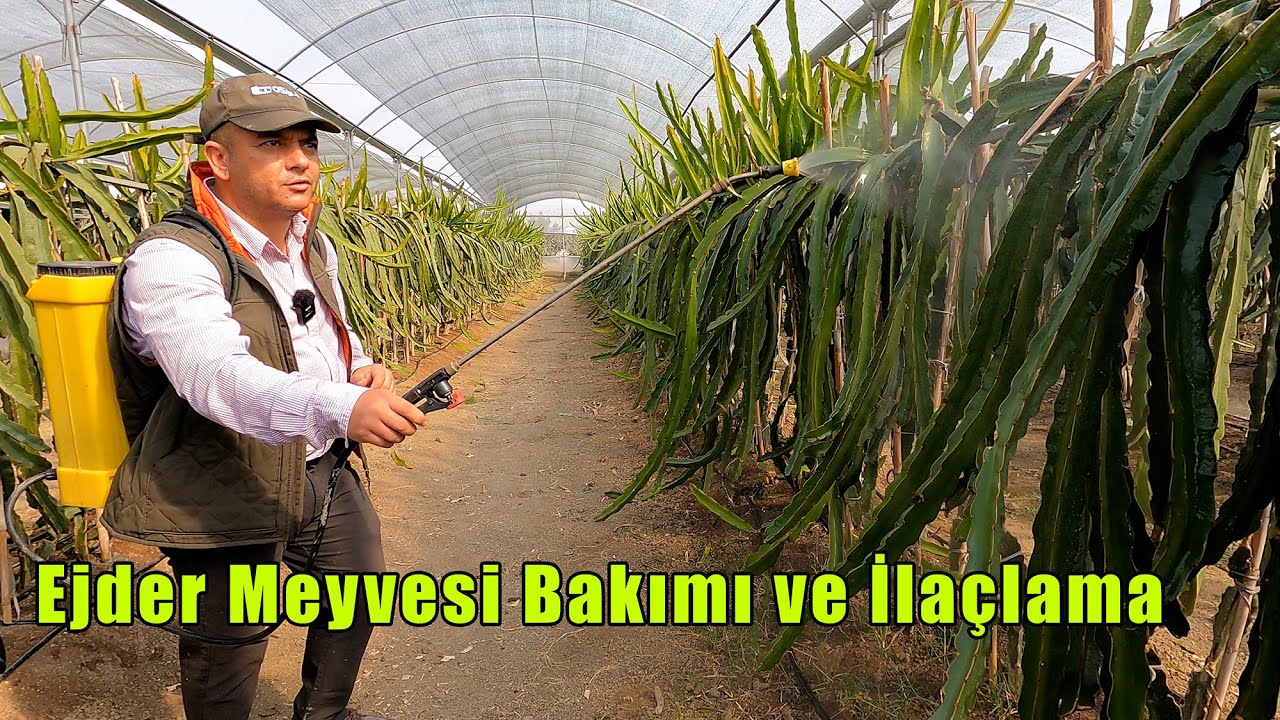 Ejder Meyvesi ilaclama | Yaza ve Sezona Hazırlık