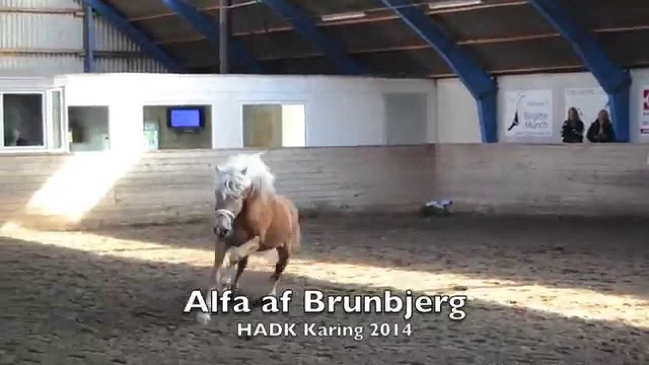 Haflingerhingst Alfa 2014