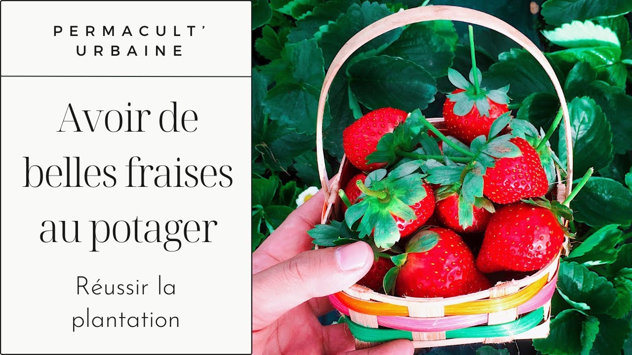 Comment faire pousser des fraises de printemps à la maison ? [TUTO POTAGER]